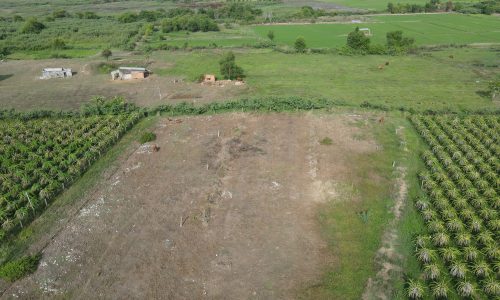 Chủ hạ giá cần bán gấp 1000m² đất cây trồng Thôn 5 Hàm Liêm